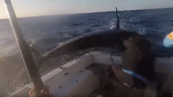 Watch Out! Blue Marlin Takes Revenge on Fishing Crew - Sputnik International