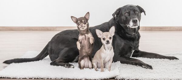 Dogs - Sputnik International