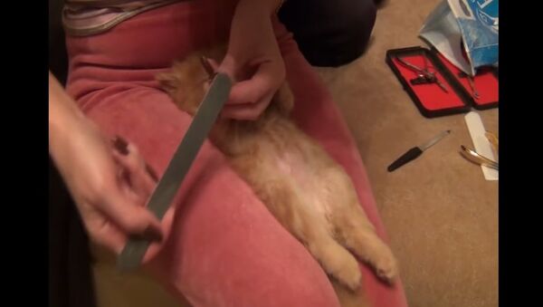 Sleeping kitten preciously receives manicure - Sputnik International