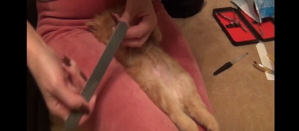 Sleeping kitten preciously receives manicure Sleeping kitten preciously receives manicure - Sputnik International
