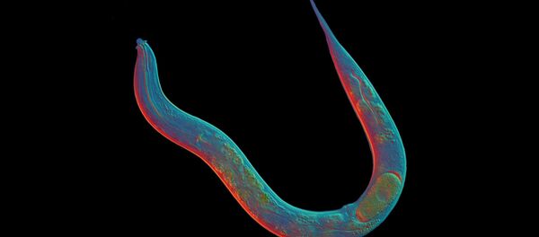 Diploscapter pachys Diploscapter pachys - Sputnik International