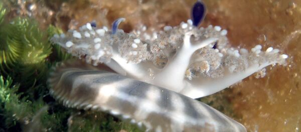 Cassiopea jellyfish Cassiopea jellyfish - Sputnik International