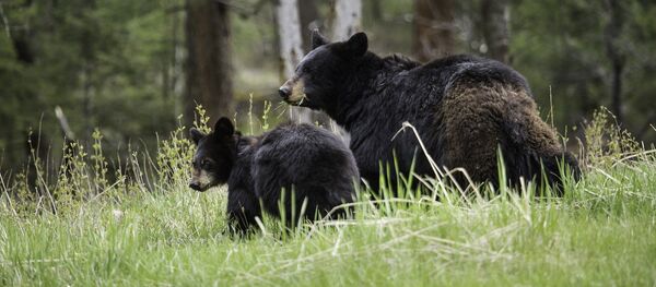 Black bears Black bears - Sputnik International