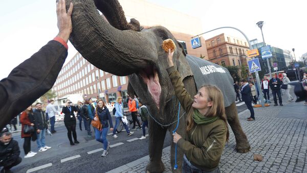 Activists protest with an elephant for plebiscites in Berlin, Germany, September 24, 2017 - Sputnik International
