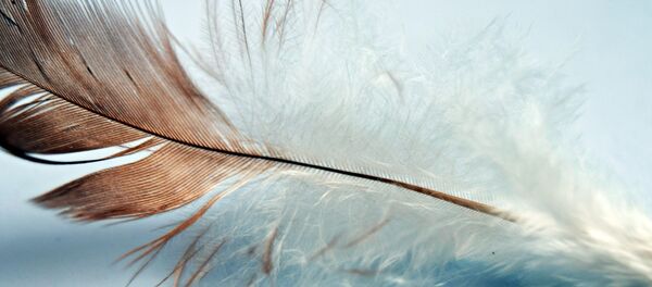 Feather - Sputnik International