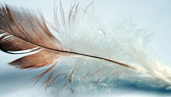 Feather - Sputnik International