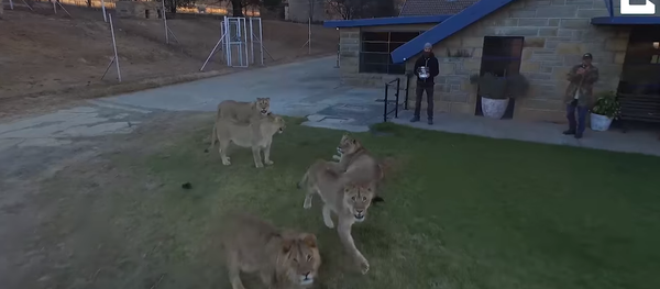 South African Lion Cubs Mesmerized by Drone South African Lion Cubs Mesmerized by Drone - Sputnik International