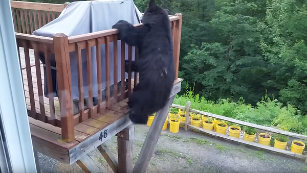 Agile Black Bear Scales Alabama Deck - Sputnik International