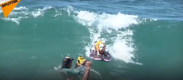 Dog Surfing Competition - Sputnik International