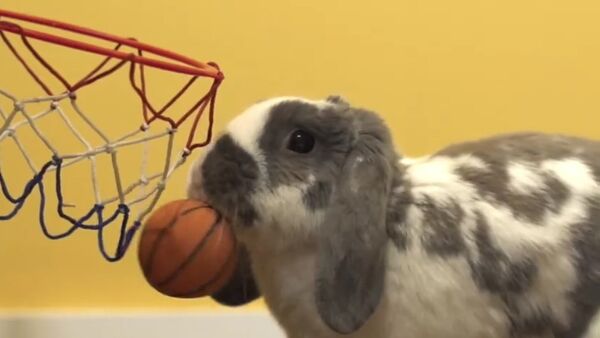 Bini the slam dunking basketball bunny - Sputnik International