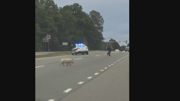 Road Hog: Virginia Police Chase Runaway Pig - Sputnik International