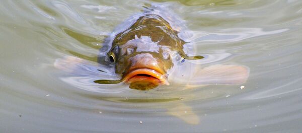 Carp - Sputnik International