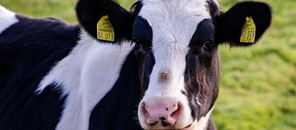 Cow - Sputnik International