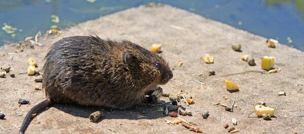 Rat Rat - Sputnik International