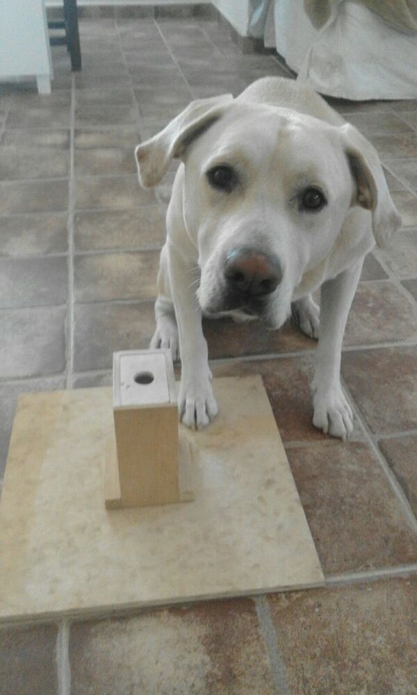 Blat, the lung-cancer sniffing dog - Sputnik International