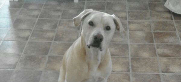 Blat, el perro que huele el cáncer de pulmón Blat, el perro que huele el cáncer de pulmón - Sputnik International