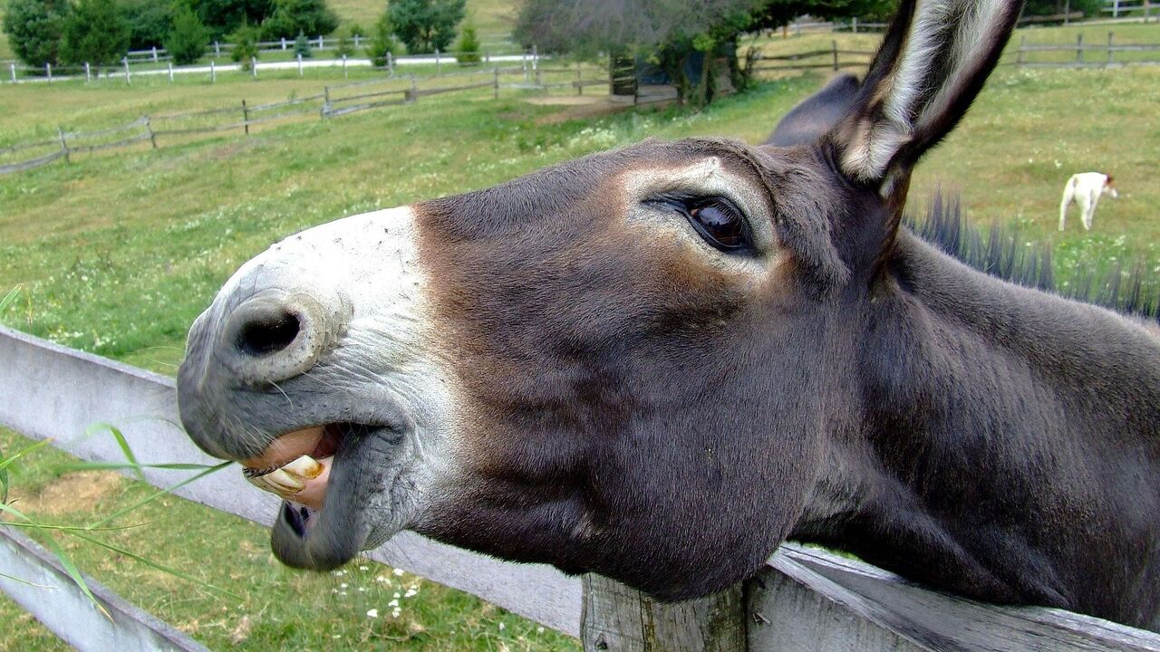 Indian State Launches Probe Into Rising Demand for Donkey Meat Fuelled by  Myth It Boosts Sex Drive - 02.03.2021, Sputnik International