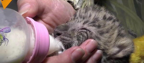 Far Eastern Leopard Cub Far Eastern Leopard Cub - Sputnik International
