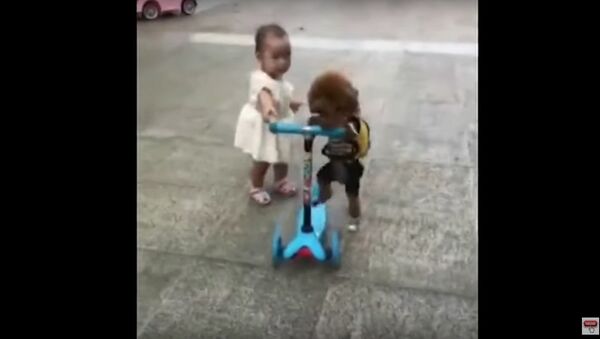 Plucky poodle steals scooter from toddler and rides away - Sputnik International