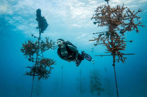 Coral Restoration Foundation Coral Restoration Foundation - Sputnik International