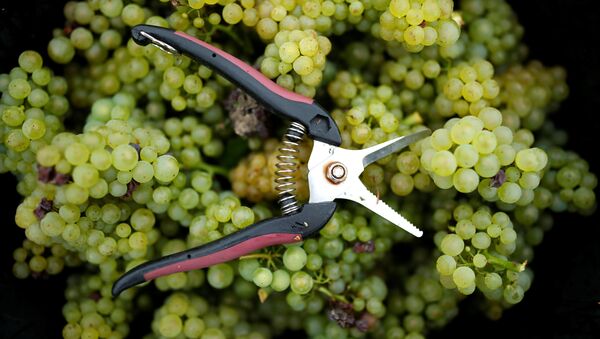 Collected grapes are seen with a pair of secateur in a box at the Domaine Pinson vineyard during the Chablis wine harvest in Chablis, France, September 5, 2017. - Sputnik International
