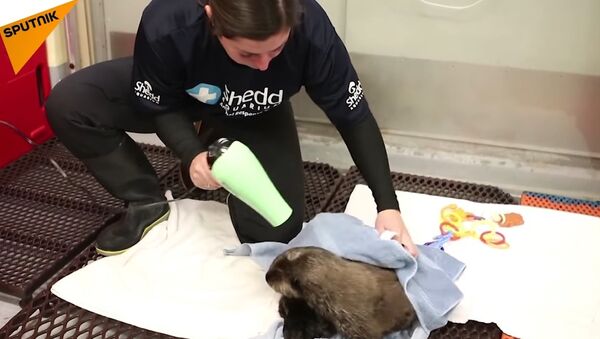 Sea Otter Pup Rescued In Alaska - Sputnik International
