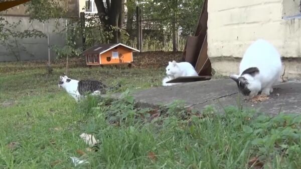 A Man Builds Feline Homes In Riga - Sputnik International