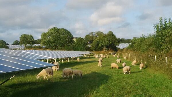 Solar farm with sheep grazing, Pembrokeshire - Sputnik International