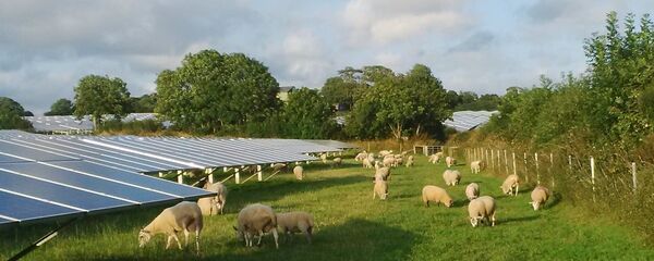 Solar farm with sheep grazing, Pembrokeshire - Sputnik International