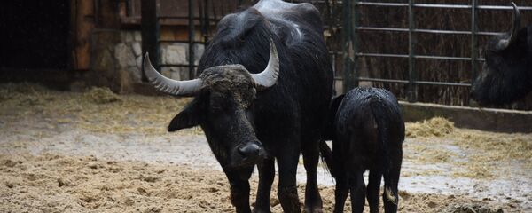 Asian water buffalo. (File) Asian water buffalo. (File) - Sputnik International
