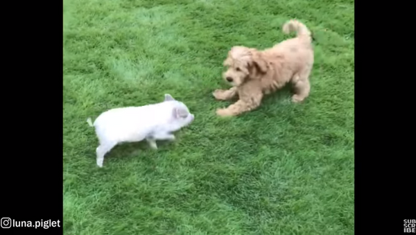 Unlikely Duo: Pup and Pig Playfully Duke it Out - Sputnik International