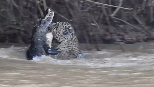 Jaguar Killing a Caiman - Sputnik International