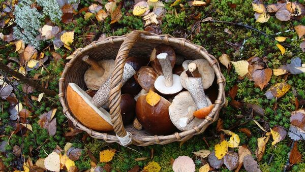 Mushrooms basket - Sputnik International