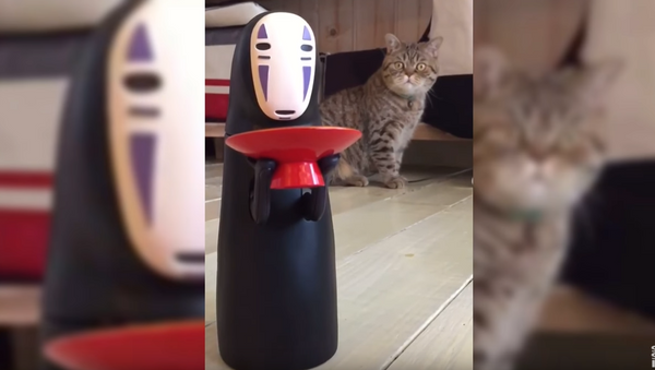 ‘What The?!’ Japanese Kitty Observes Toy in Pure Horror - Sputnik International