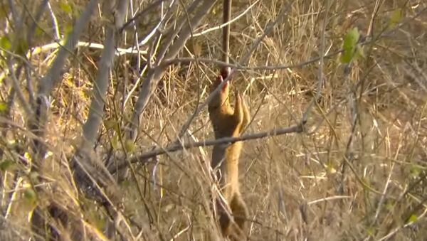 Mongoose Uses Snake as a Swing - Sputnik International