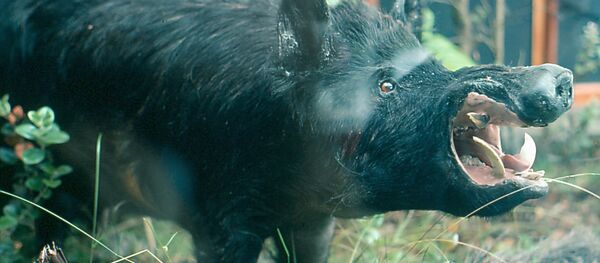 Wild boar Wild boar - Sputnik International