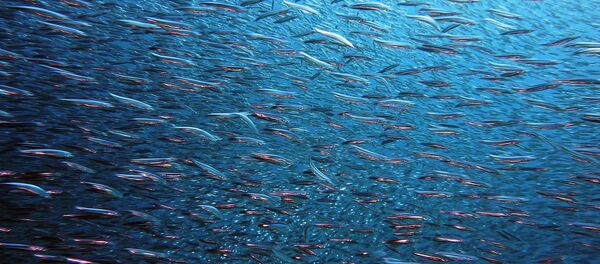 Fish Fish - Sputnik International