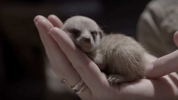 Cutest Baby Meerkat video ever! - Sputnik International