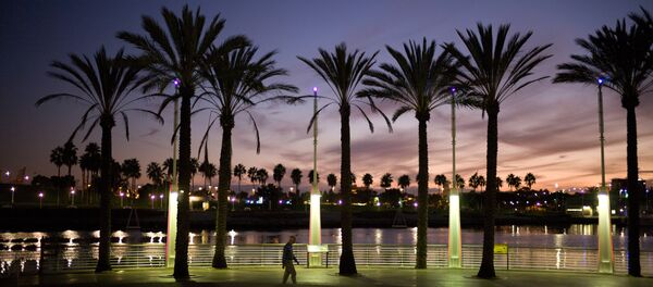 Palm Trees California - Sputnik International