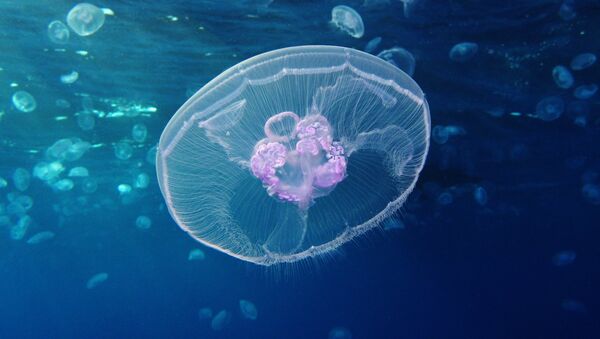 Moon jellyfish (Aurelia aurita)  - Sputnik International