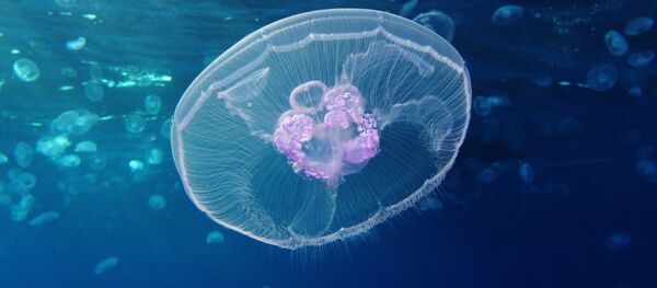 Moon jellyfish (Aurelia aurita) Moon jellyfish (Aurelia aurita) - Sputnik International