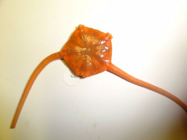 An Ophiuroidea - Sputnik International