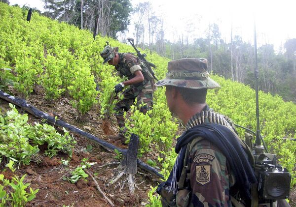 Soldiers destroy coca plants at a 20 hectar plantation found by the army in Sardinata, near Colombia's northeastern border with Venezuela (File) - Sputnik International