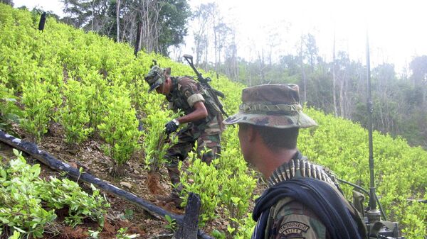 Soldiers destroy coca plants at a 20 hectar plantation found by the army in Sardinata, near Colombia's northeastern border with Venezuela (File) - Sputnik International