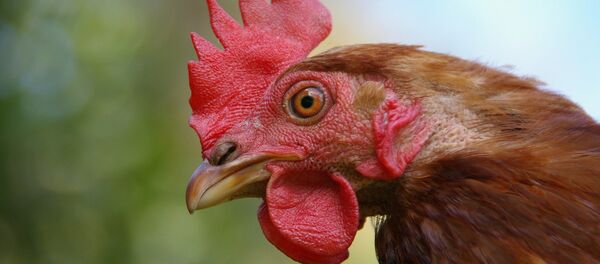 Hen head Hen head - Sputnik International