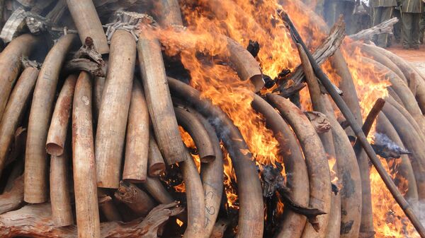Ivory tusks, seized from poachers, are burned Ivory tusks, seized from poachers, are burned - Sputnik International