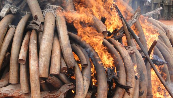 Ivory tusks, seized from poachers, are burned - Sputnik International