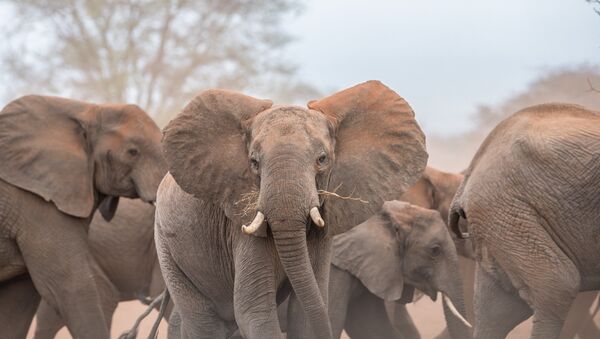 African elephants in the wild - Sputnik International