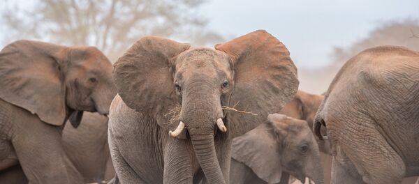 African elephants in the wild African elephants in the wild - Sputnik International
