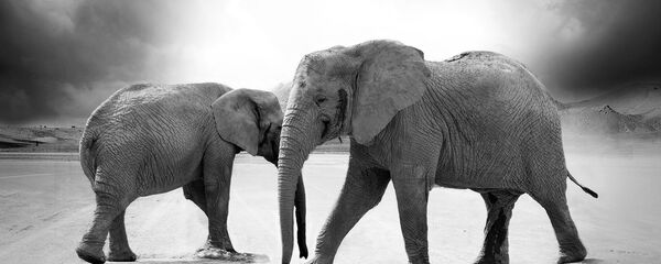 Elephants Elephants - Sputnik International